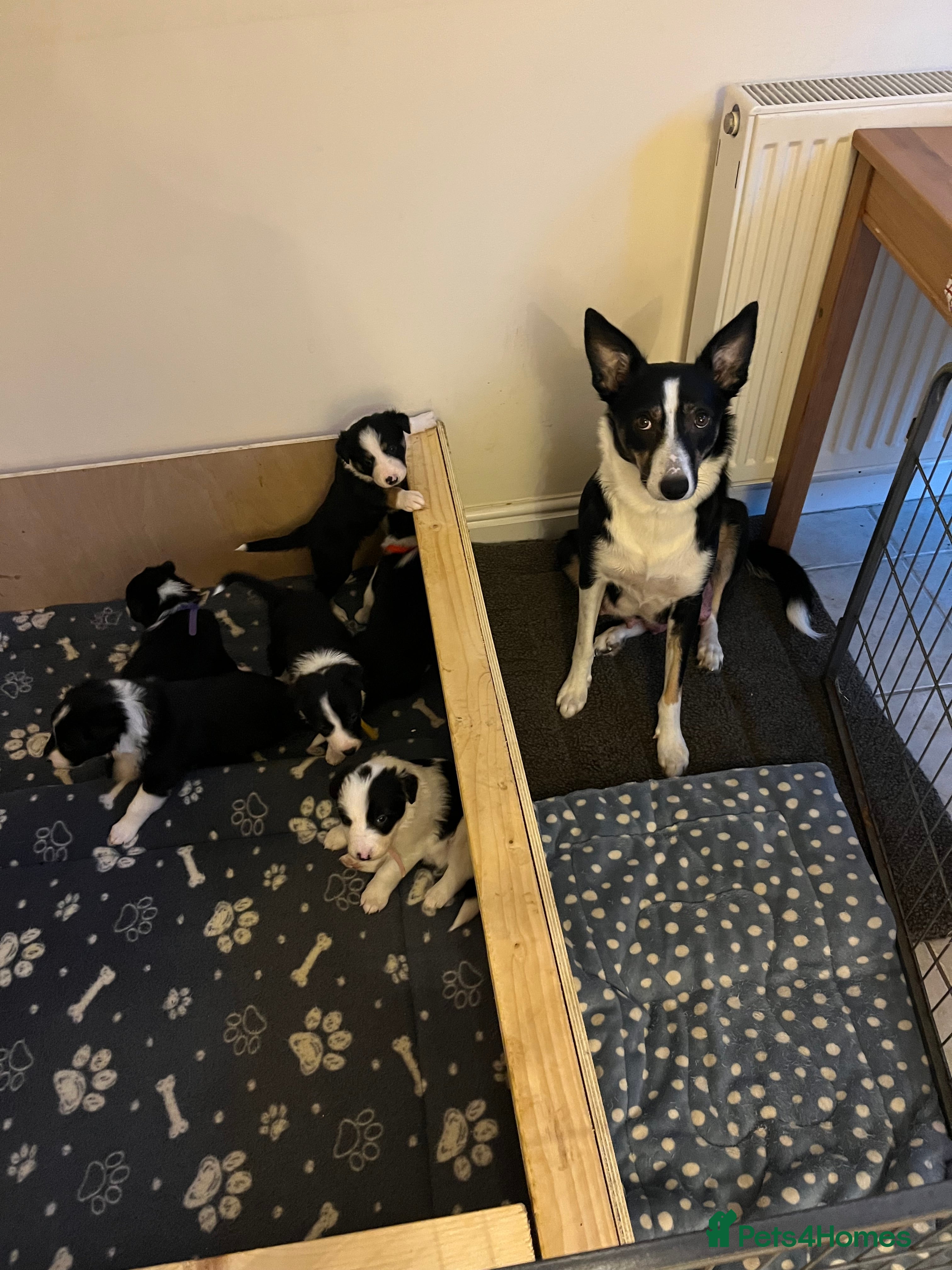 Border Collie dogs Border Collie puppies from working parents - Advert 8