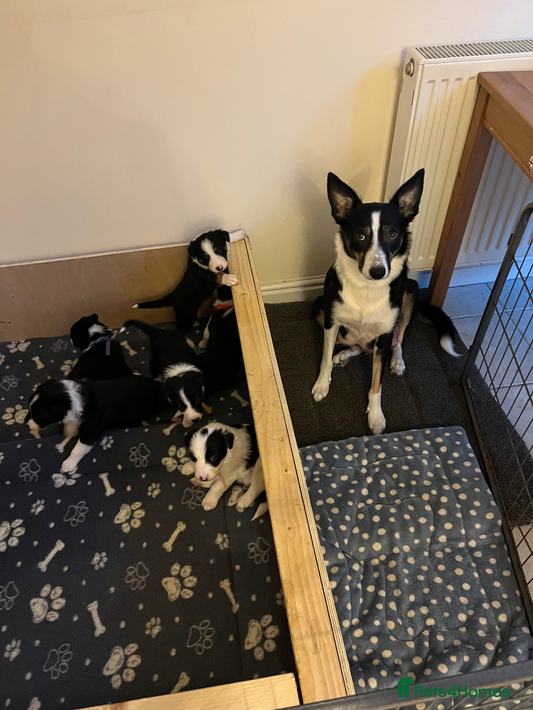 Border Collie dogs for sale: Border Collie puppies from working parents - Advert 1