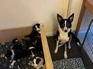 Border Collie dogs Border Collie puppies from working parents - Advert 13