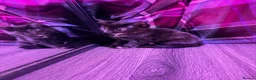 Domestic Shorthair cats for sale: 2 baby tortioushell kittens left - Advert 8