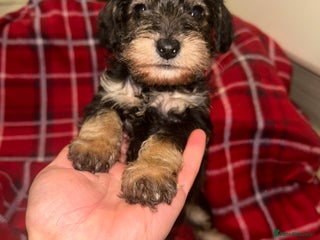 Mixed Breed dogs (New pictures ) Miniature Schnoodles - Advert 15