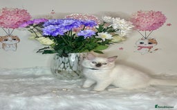 Ragdoll cats for sale: ⭐️TICA REG⭐️Pedigree Ragdoll Kittens DNA CLEAR ✅  - Image 29