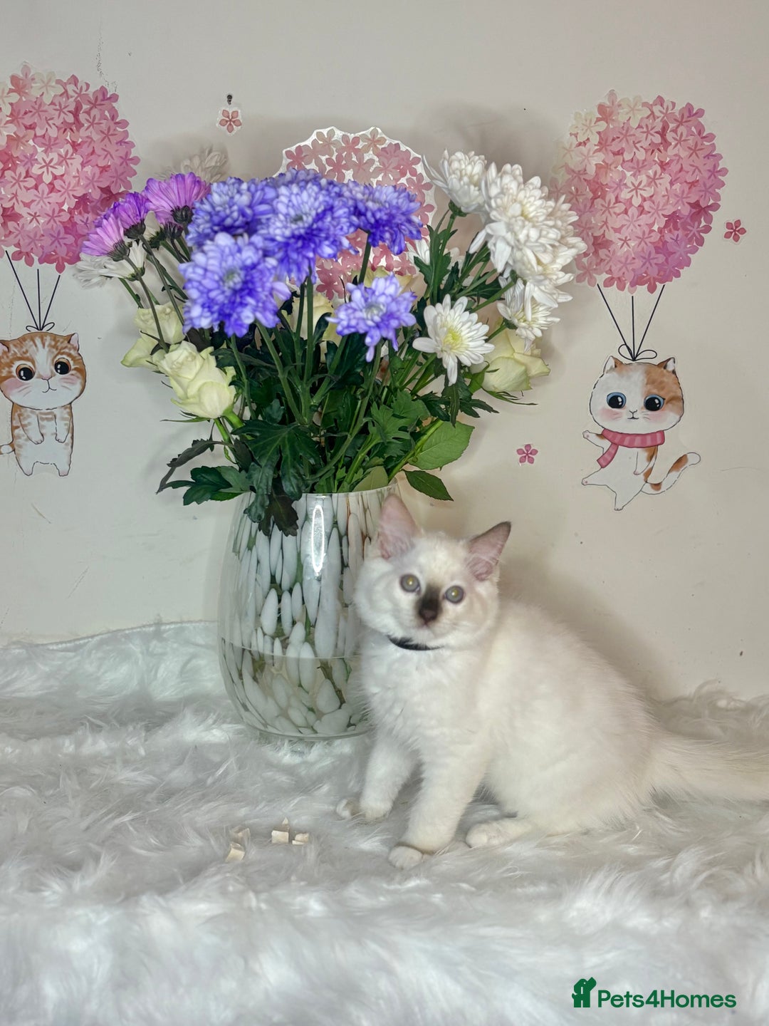 Ragdoll cats for sale: ⭐️TICA REG⭐️Pedigree Ragdoll Kittens DNA CLEAR ✅  - Image 29