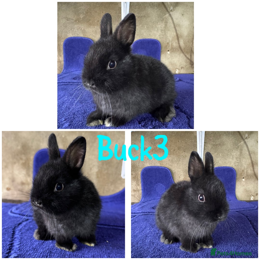 Netherland Dwarf rabbits for sale: Pure breed Netherlands Dwarf  - Image 7