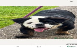 English Bulldog dogs for sale: Fluffy english bulldog female 2yrs born 2023 - Image 7