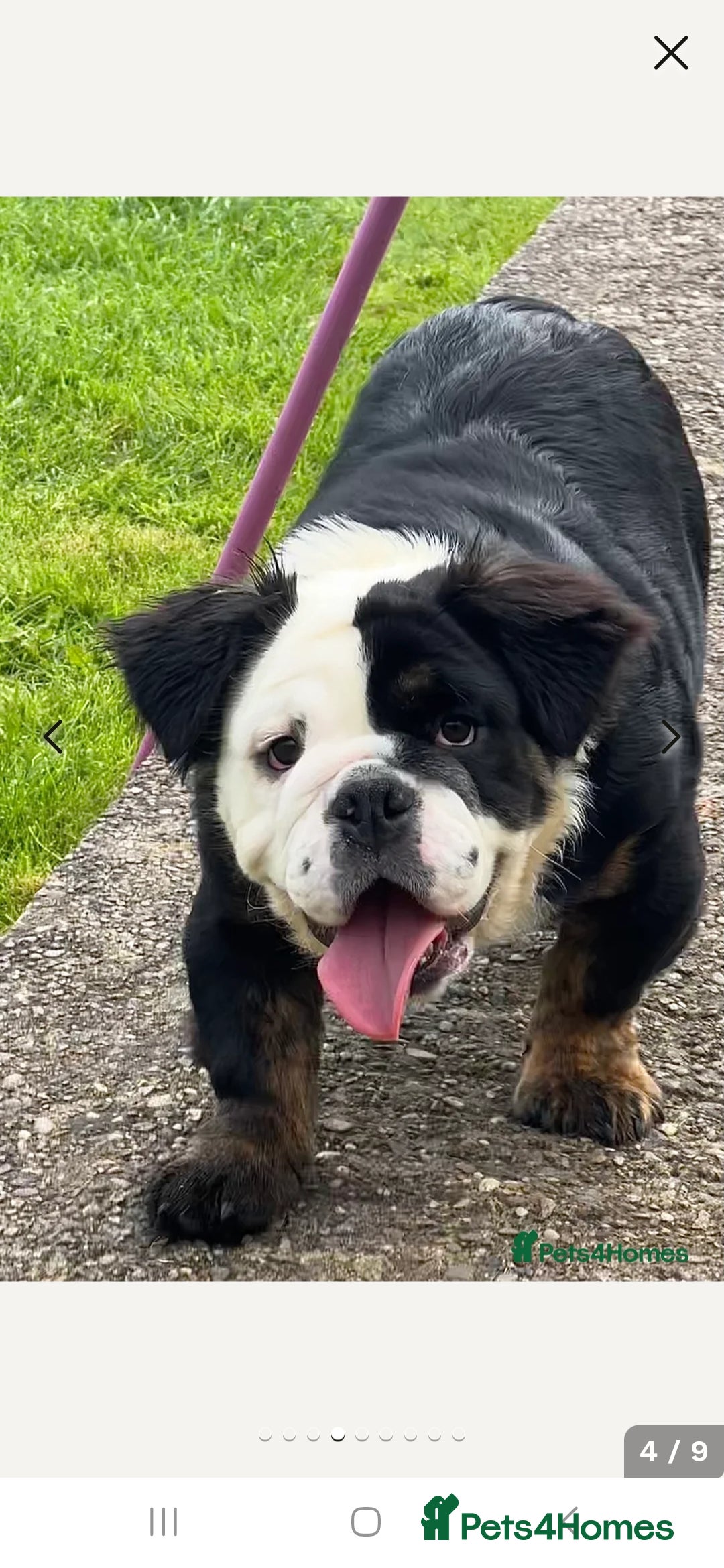 English Bulldog dogs for sale: Fluffy english bulldog female 2yrs born 2023 - Image 7