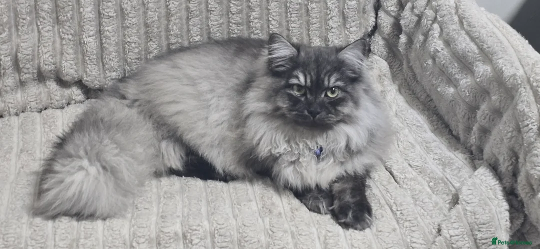 Persian cats for sale: Doll face persian male - Advert 1