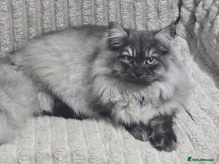 Persian cats Doll face persian male - Advert 2