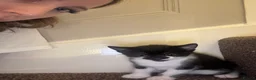 Mixed Breed cats for sale: Kittens Looking for Their Forever Homes 🐱❤️ in Gloucester - Advert 2