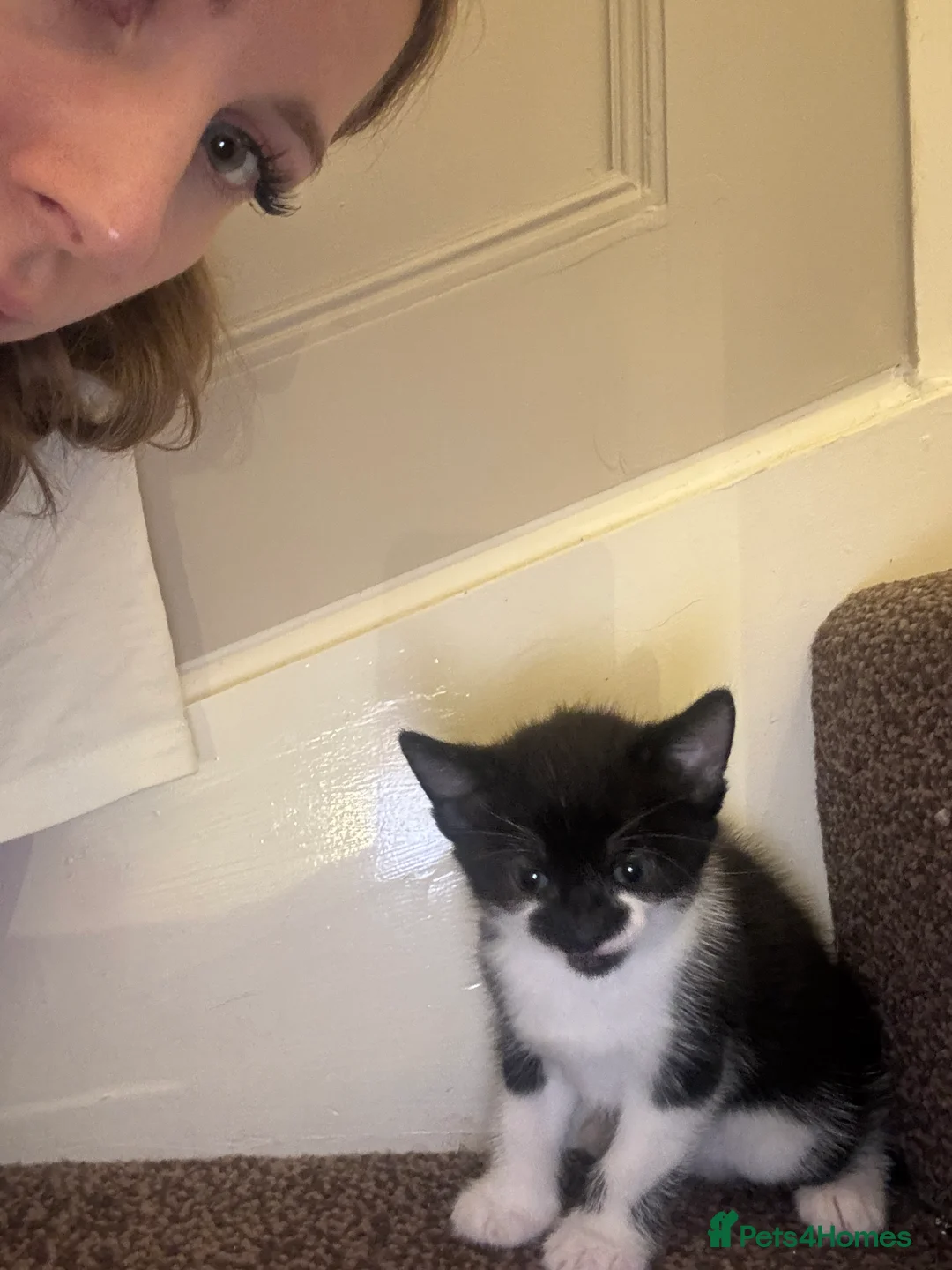 Mixed Breed cats for sale: Kittens Looking for Their Forever Homes 🐱❤️ in Gloucester - Advert 2