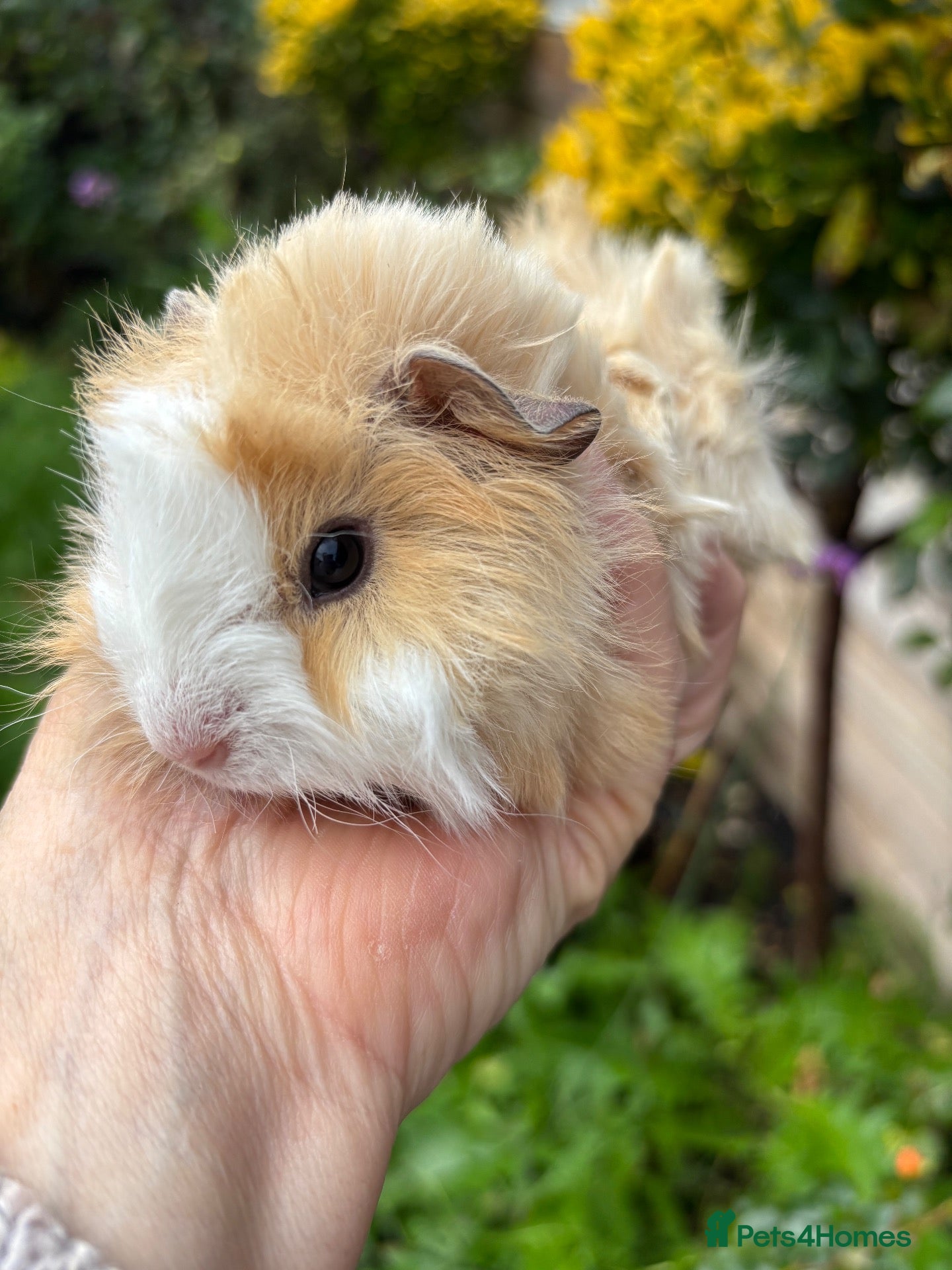 Guinea Pig rodents Gorgeous baby Guinea pigs - Advert 1