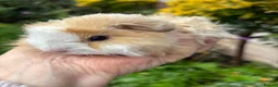 Guinea Pig rodents for sale: Gorgeous baby Guinea pigs - Advert 1