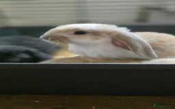 French Lop rabbits for sale: Beautiful French Lop Bunnies - Image 35