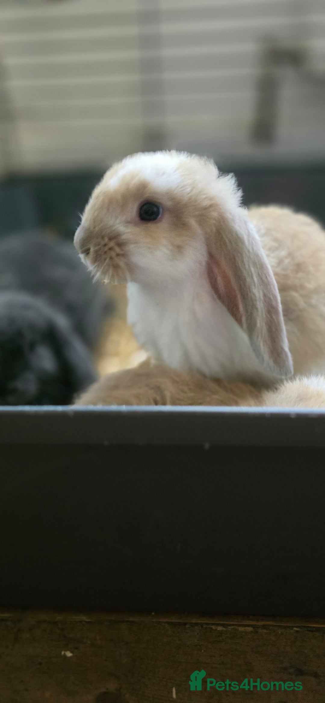 French Lop rabbits for sale: Beautiful French Lop Bunnies - Image 35