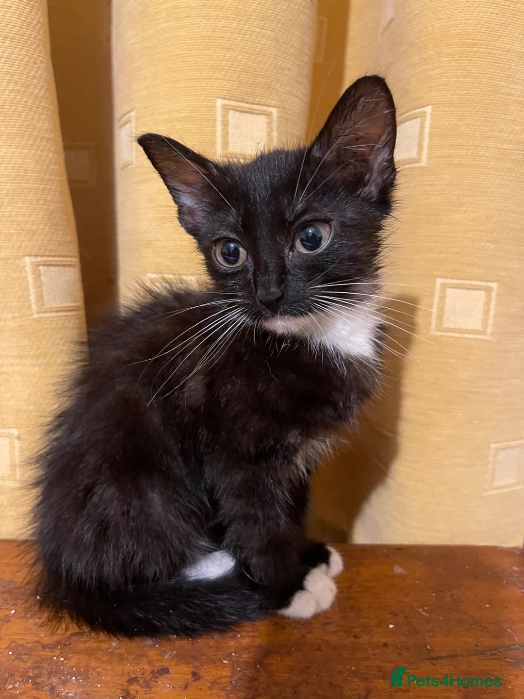 Mixed Breed cats for sale: Playful Kittens looking for Loving Homes 💕 - Advert 28