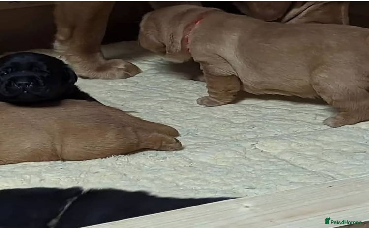 Labrador Retriever dogs - Advert 12