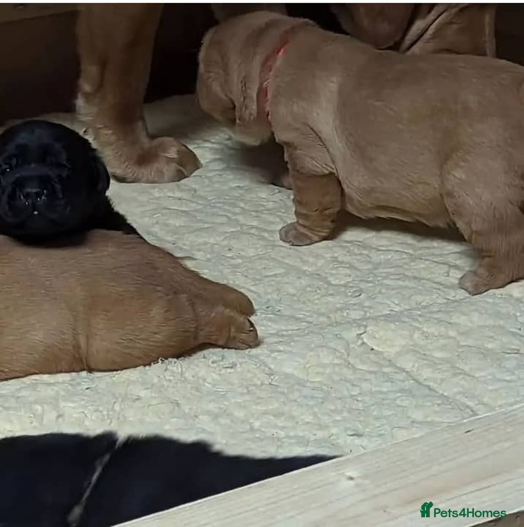 Labrador Retriever dogs for sale: Gentle KC REG Labrador Puppies - Image 1