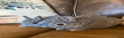 Netherland Dwarf rabbits for sale: 2 handsome pure bred Netherland Dwarf rabbits - Advert 13