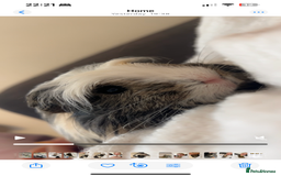 Guinea Pig rodents for sale: 2 male guinea pig brothers  - Image 5