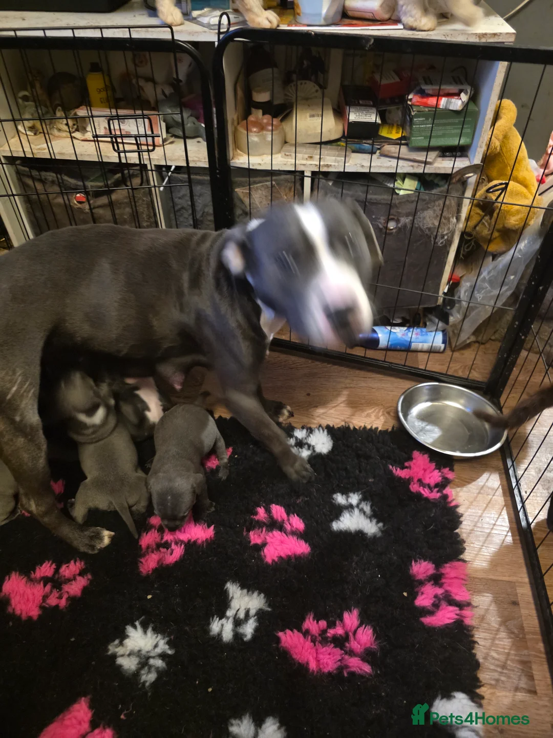 Staffordshire Bull Terrier dogs for sale: Staffy puppy - Advert 1