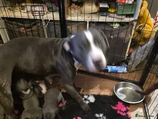 Staffordshire Bull Terrier dogs Staffy puppy - Advert 1