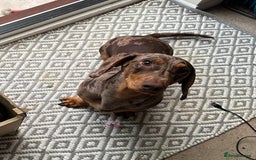 Dachshund dogs for sale: Dapple dachshund 9 months - Image 4