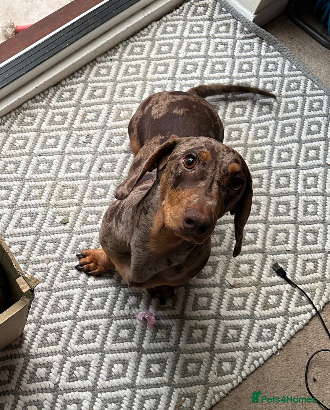 Dachshund dogs for sale: Dapple dachshund 9 months - Image 4