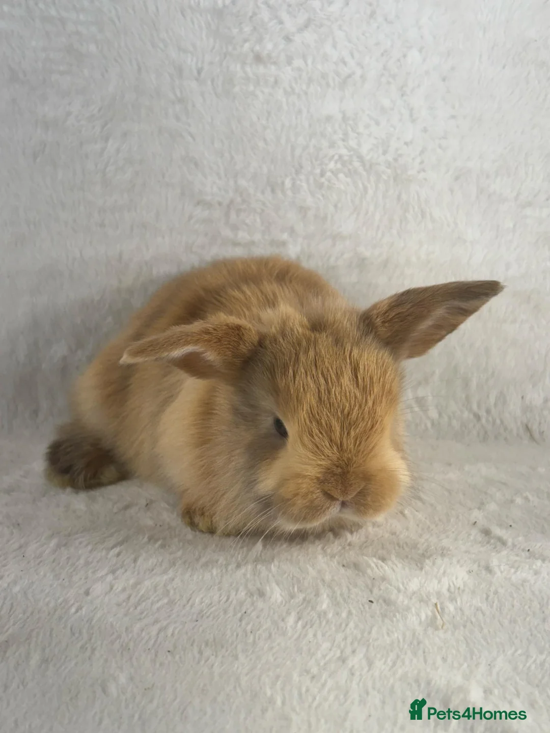 Mini Lop rabbits for sale: 6 x ginger/brown mini lop rabbits - Advert 12