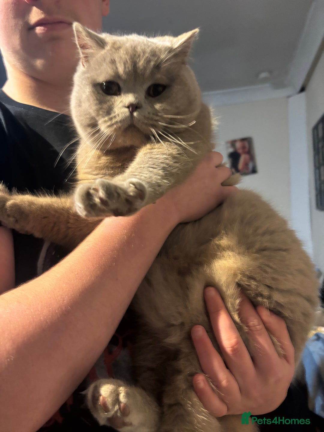 British Shorthair cats for stud: British shorthair proven stud - Advert 10