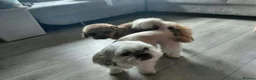 Shihpoo dogs for sale: Teddy bear shihpoo puppies  - Advert 3