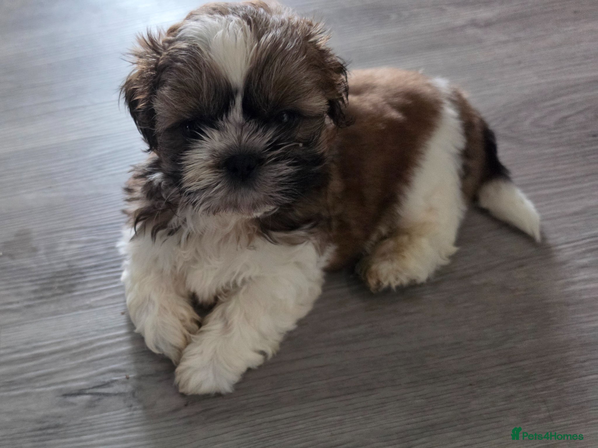 Shih Tzu dogs KC REG PEDIGREE CUTE SHIH TZU BOY PUPPIES - Advert 1
