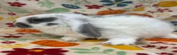 Mini Lop rabbits for sale: Blossom View Babies ready now!! - Advert 3