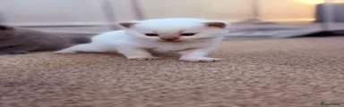 British Shorthair 2