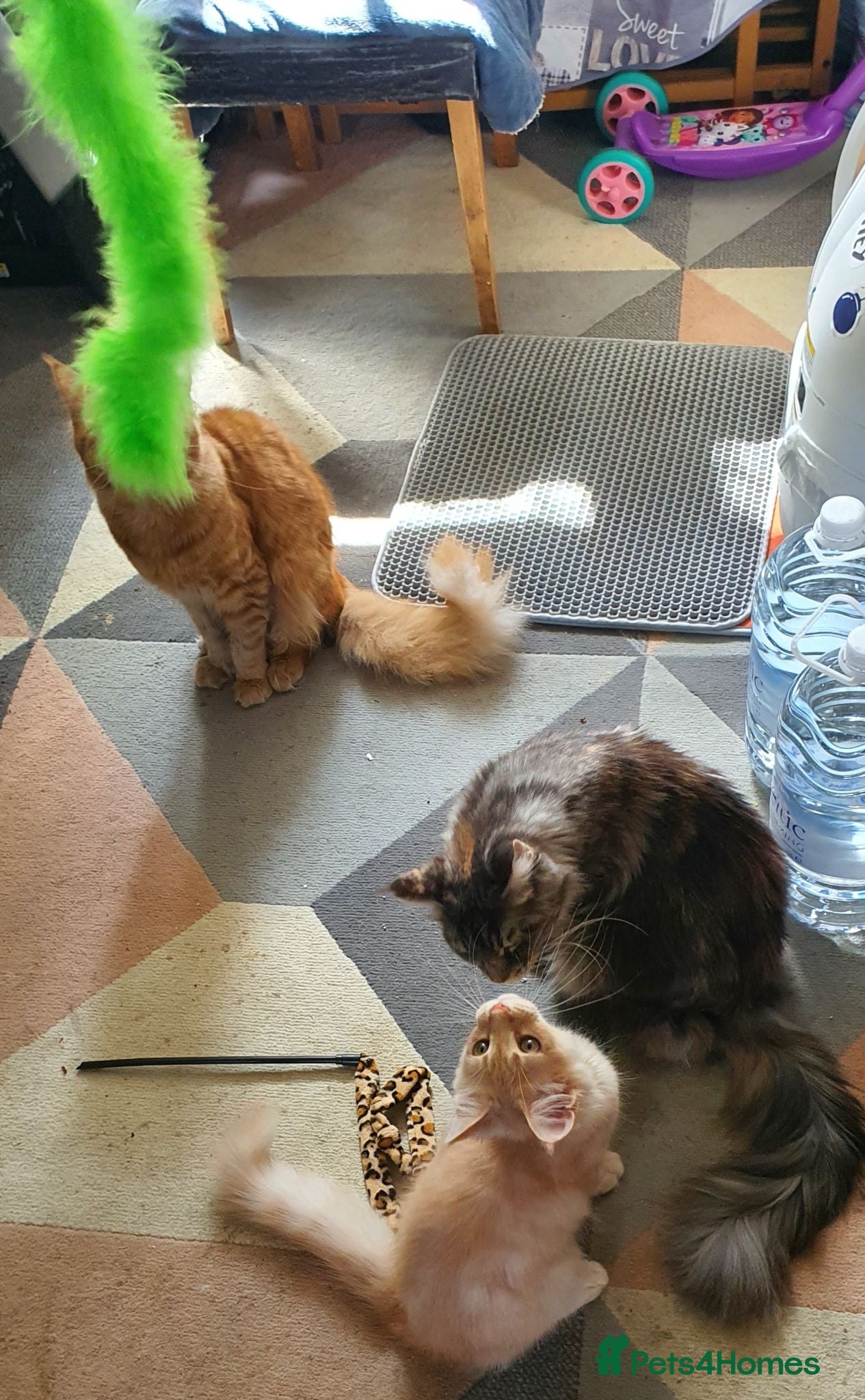 Maine Coon cats  😸 Last cream boy left 🐈 😻  - Advert 2