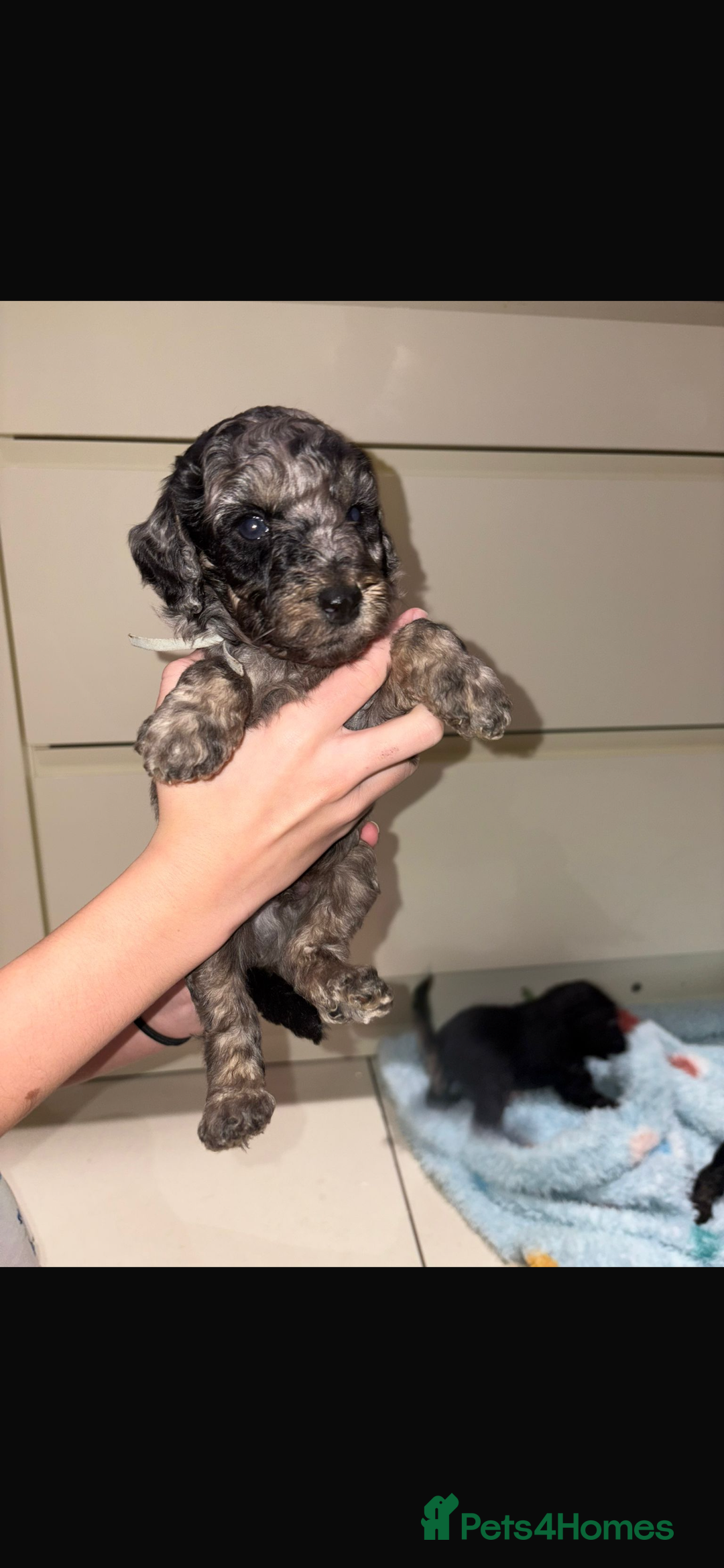 Miniature Poodle dogs for sale: Miniature Merle poodle puppies 🌈🐶❤️ - Advert 22