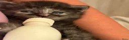 Mixed Breed cats for sale: Kittens  - Advert 10