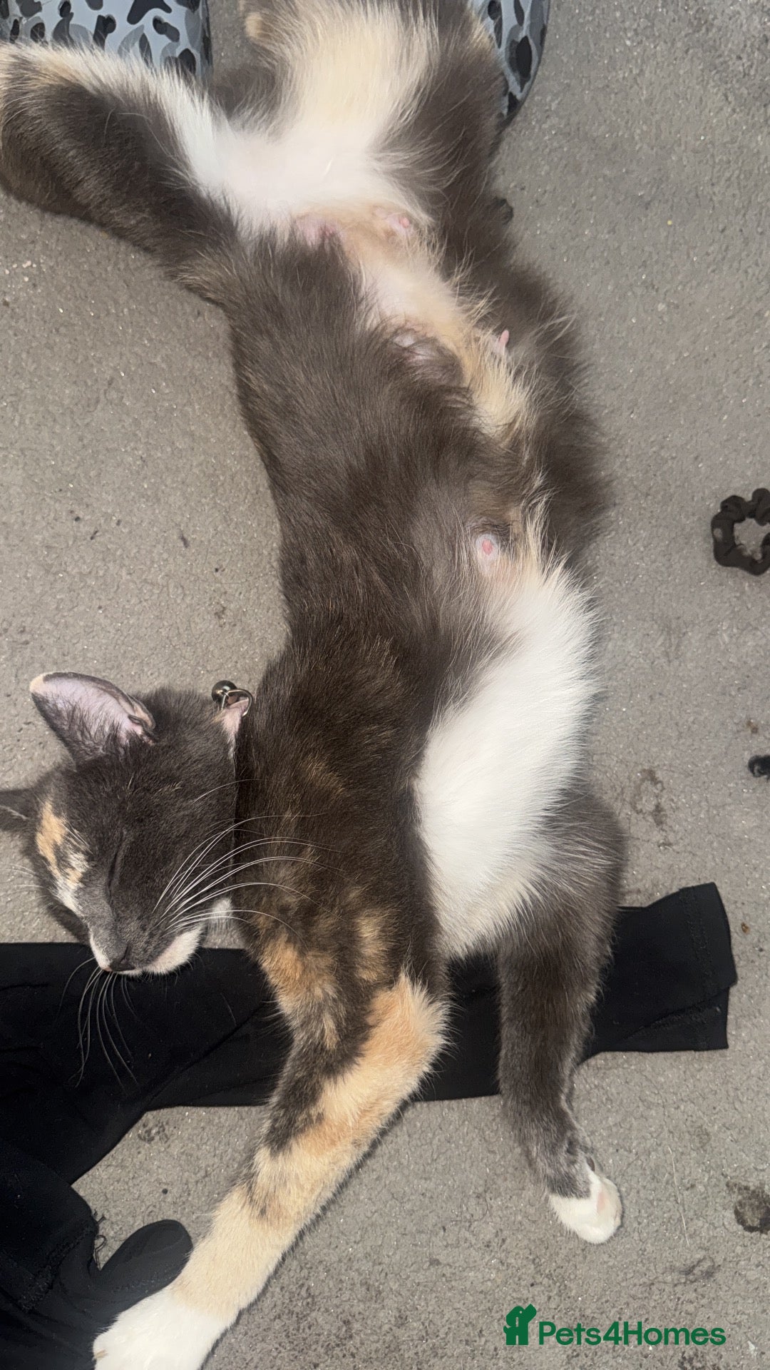 Mixed Breed cats 2 kittens left for collection 23rd October  - Advert 1