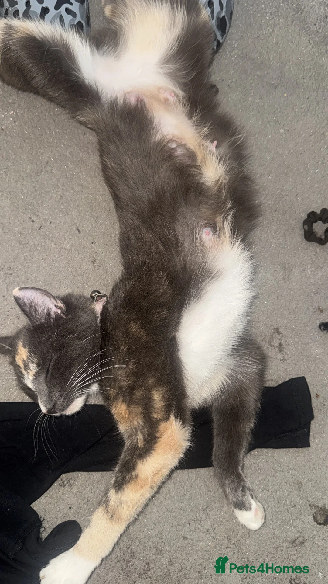 Mixed Breed cats for sale: 2 kittens left for collection 23rd October  - Advert 1