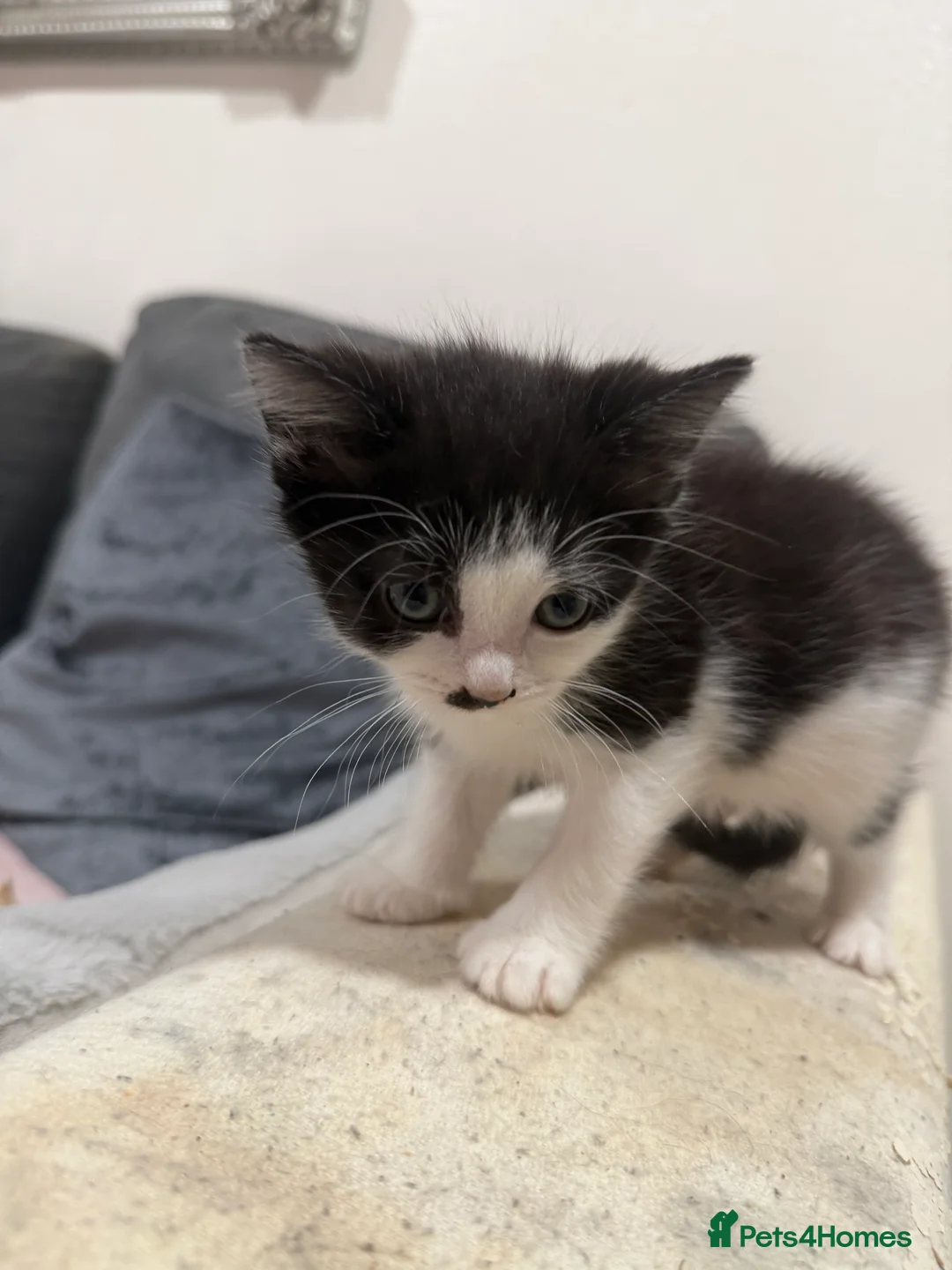 American Wirehair cats for sale: 3 beautiful American wire hair x tabby - Advert 4