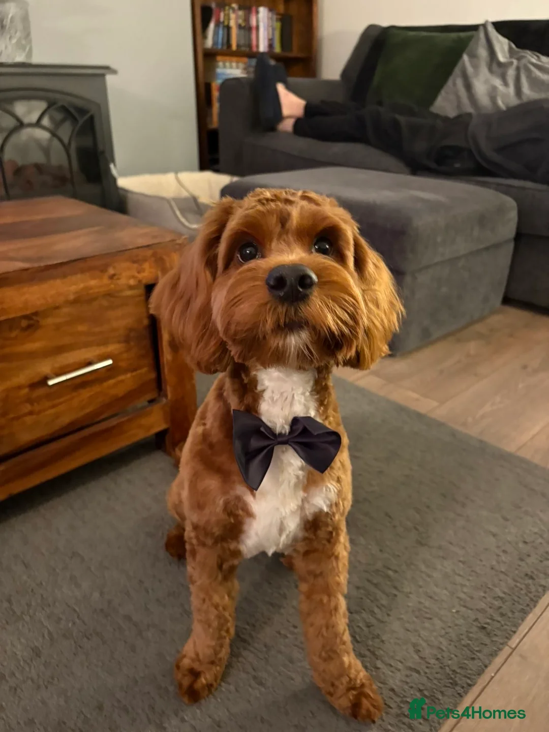 Cockapoo dogs for sale: Red F1 Toy Cockapoo Puppy - Advert 1