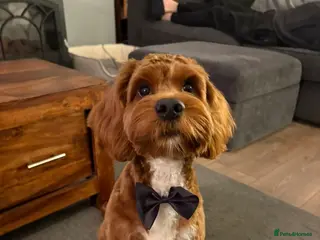 Cockapoo dogs Red F1 Toy Cockapoo Puppy in Barnsley - Advert 1