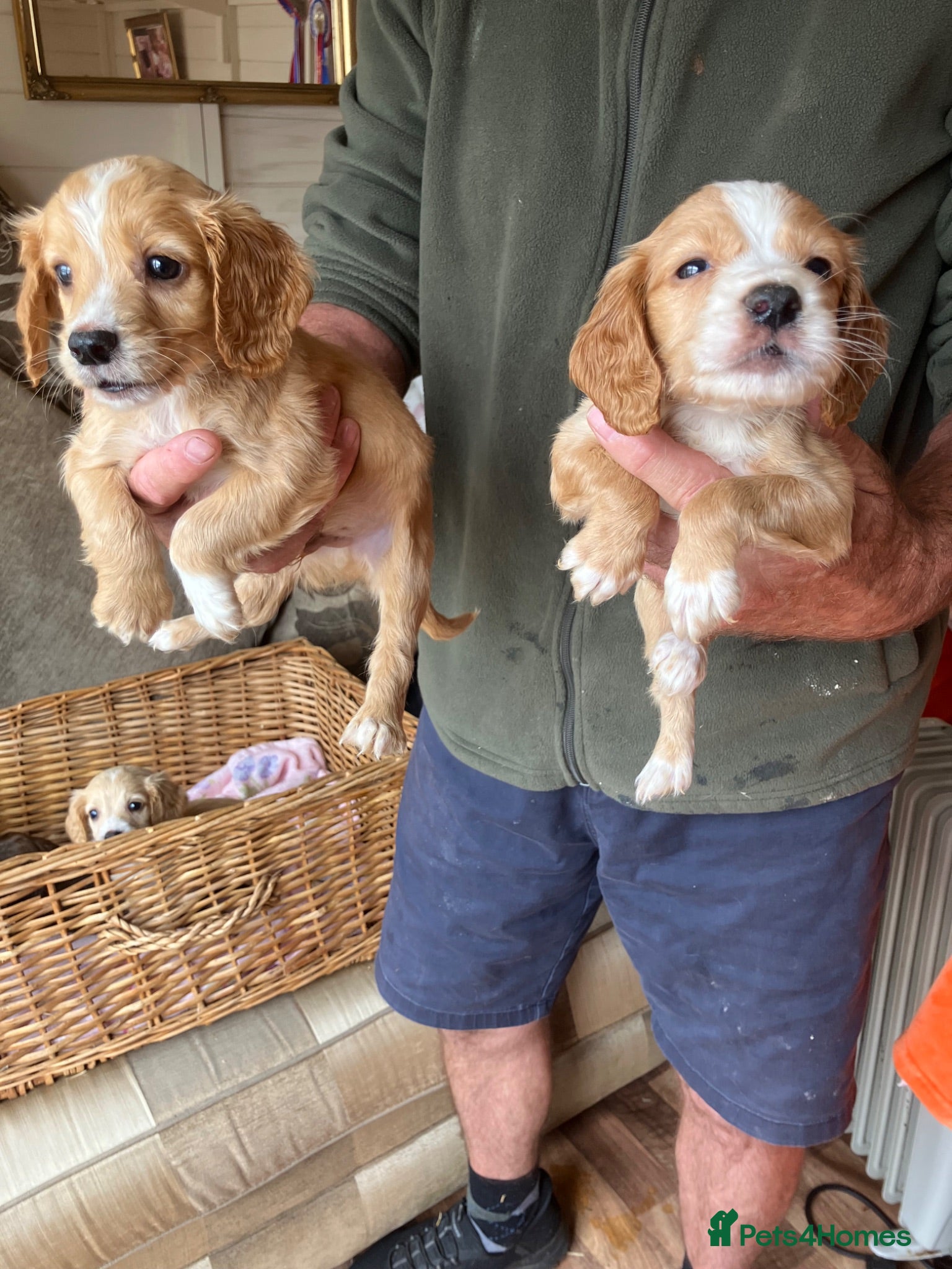 Cocker Spaniel dogs Cocker spaniel puppies  2 boys still available  - Advert 1