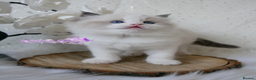 Ragdoll cats for sale: Exquisite High-End Quality Ragdolls Lynx / Bicolor - Advert 11
