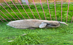 Lionhead rabbits for sale: 2  lionhead male rabbits / 1 lop girl - Image 8