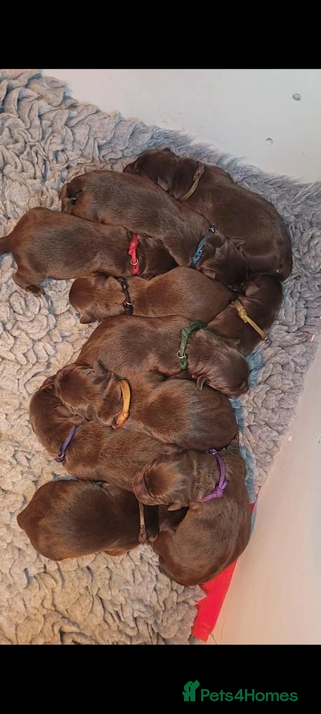 Labrador Retriever dogs for sale: Kc registered chocolate Labradors  - Advert 2