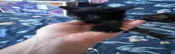 Domestic Shorthair cats for sale: Kittens for sale in Spalding - Advert 8
