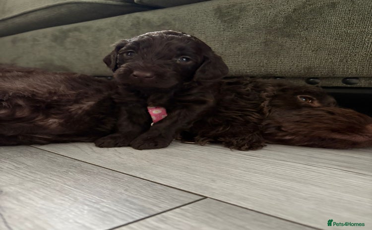 Mixed Breed dogs - Advert 1