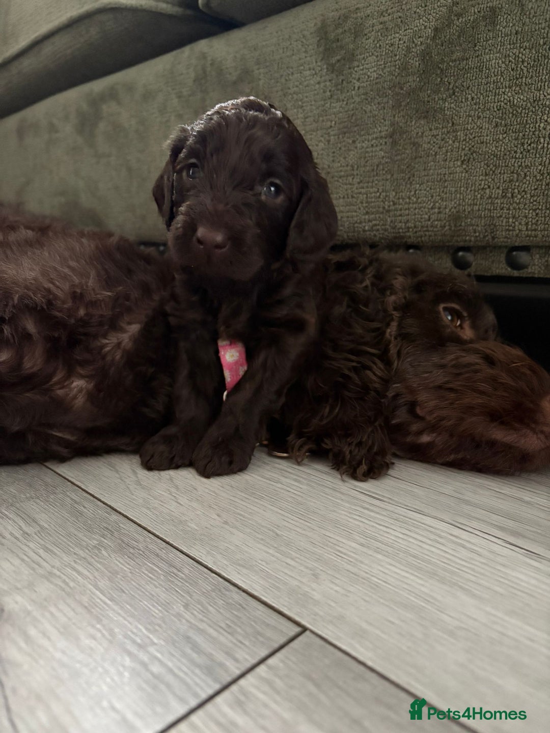 Mixed Breed dogs for sale: Irish cockapoo puppy  - Image 1
