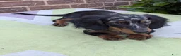 Miniature Dachshund dogs for sale: Dachchund puppy boy in Wellingborough - Advert 3