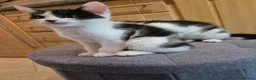 Mixed Breed cats for sale: Unique Black and White "Frosted" Bicolor kittens - Advert 18